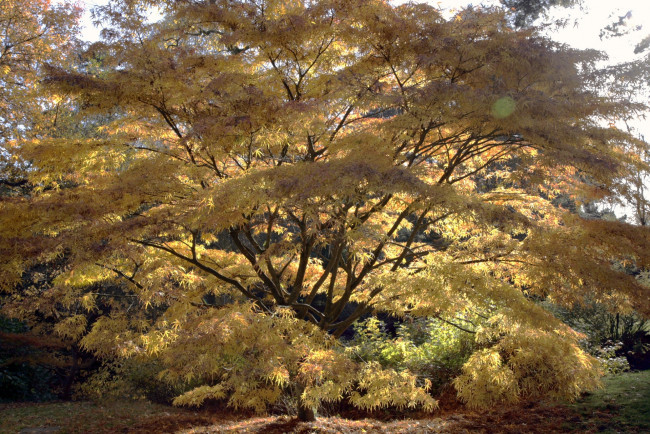 Обои картинки фото природа, деревья, осень, окрас, дерево