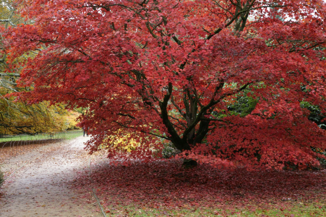 Обои картинки фото природа, деревья, осень, окрас, дерево, листья