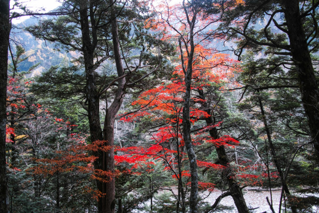 Обои картинки фото природа, лес, осень, река, деревья