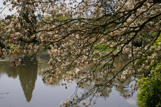 Обои картинки фото природа, реки, озера, озеро, дерево, цветы