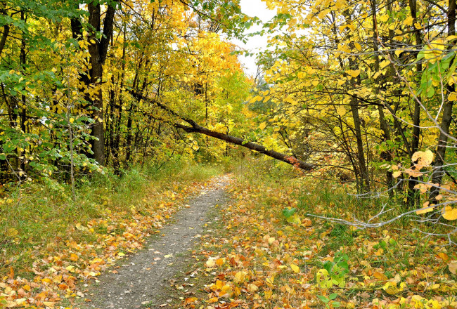 Обои картинки фото природа, дороги, листва, деревья, дорога, осень