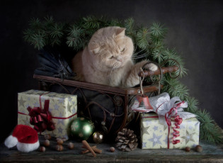 Картинка животные коты кошка подарки с праздником merry christmas