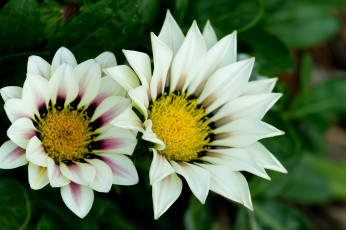 Картинка цветы газания макро белые пара