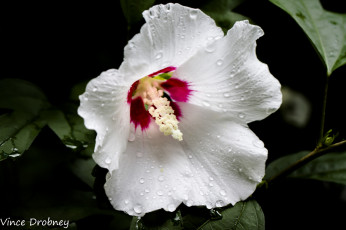Картинка цветы лаватера капли белый цветок