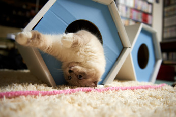 Картинка животные коты ковер к верх ногами игра домик кошка