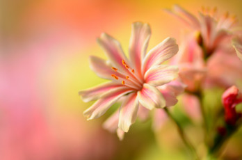 Картинка цветы лепестки тычинки макро кремовый нежный фон цветок
