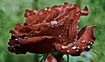Картинка цветы розы макро роса вода капли роза
