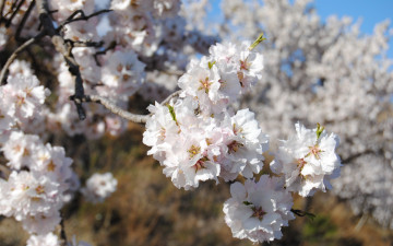 Картинка цветы цветущие+деревья+ +кустарники цветение весна макро