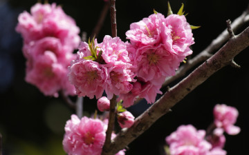 Картинка цветы цветущие+деревья+ +кустарники макро персик темный фон цветение