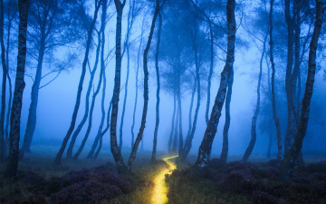 Картинка разное компьютерный+дизайн лес природа дорожка туман