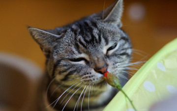 Картинка животные коты цветок кошак котяра кот