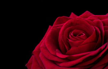Картинка цветы розы лепестки роза макро