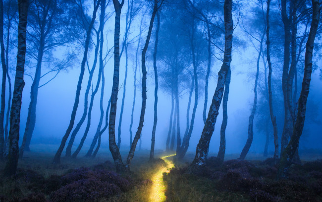 Обои картинки фото разное, компьютерный дизайн, лес, природа, дорожка, туман