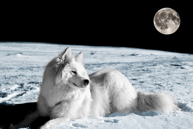 Обои картинки фото животные, собаки, взгляд, собака, луна, друг