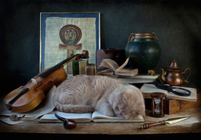 Обои картинки фото животные, коты, скрипка, сон, кошка, трубка, книга