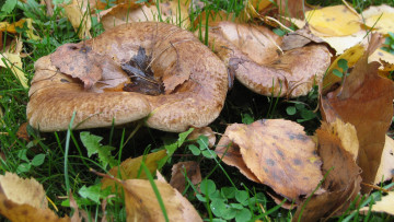 Картинка природа грибы осень лес