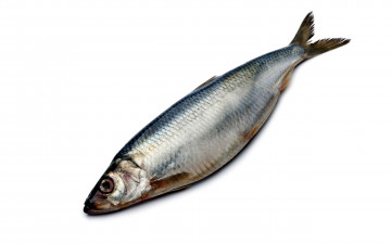 Картинка еда рыбные+блюда +с+морепродуктами сельдь