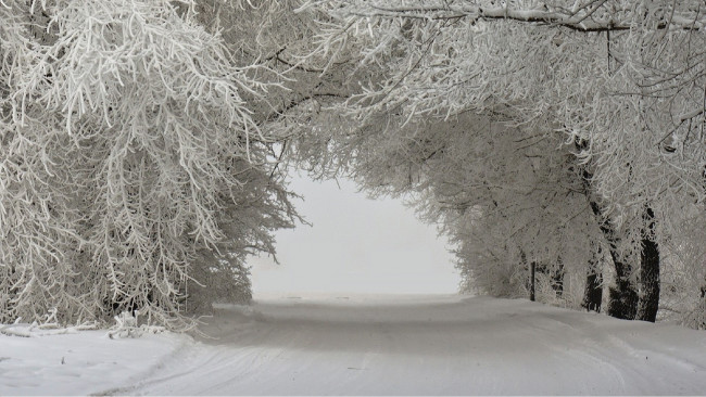 Обои картинки фото природа, дороги, дорога, деревья, снег