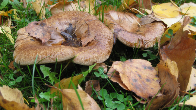 Обои картинки фото природа, грибы, осень, лес