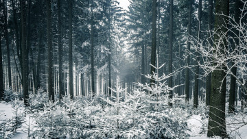 обоя природа, лес, деревья, зимняя, сказка, снег