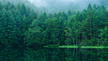 Картинка природа лес япония