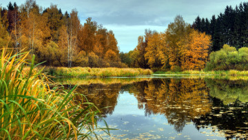 Картинка природа реки озера река деревья осень