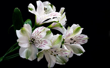 Картинка цветы альстромерия ветка