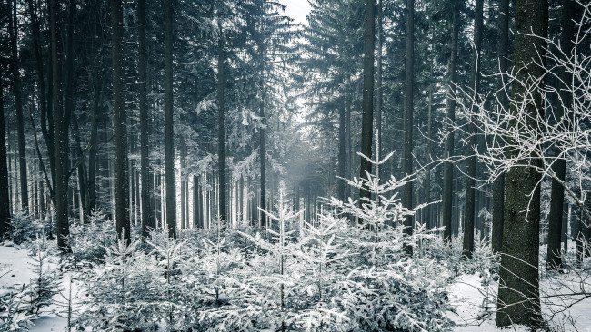 Обои картинки фото природа, лес, деревья, зимняя, сказка, снег