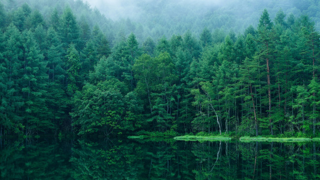 Обои картинки фото природа, лес, япония