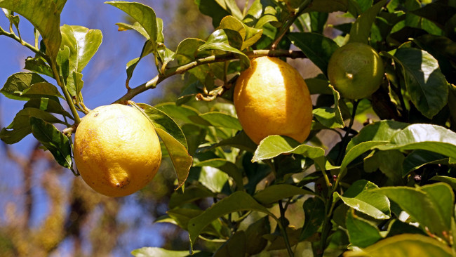 Обои картинки фото природа, плоды, лимоны