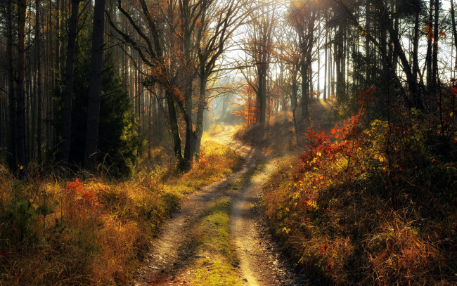 Обои картинки фото природа, дороги, лесная, дорога, деревья, осень, листопад