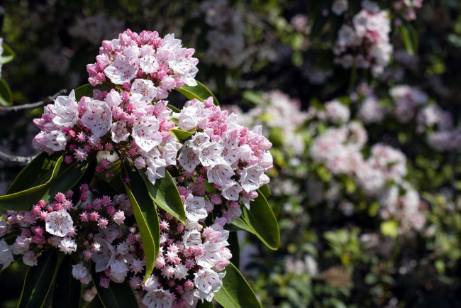 Обои картинки фото кальмия широколистная, цветы, цветущие деревья ,  кустарники, кальмия, широколистная