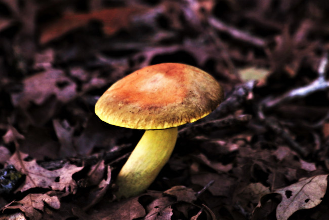 Обои картинки фото природа, грибы, гриб