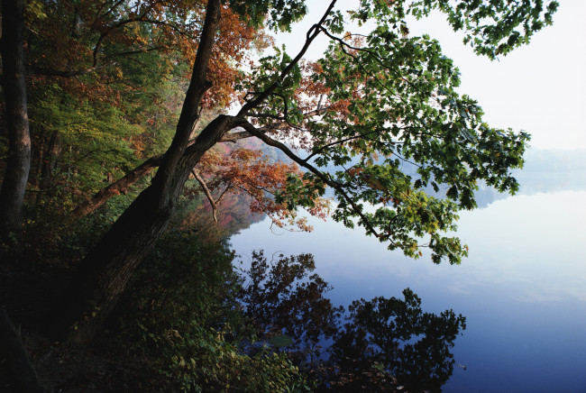 Обои картинки фото природа, побережье, деревья, берег, озеро, осень