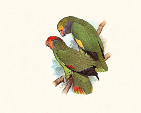 Картинка рисованное животные +птицы +попугаи попугаи зеленые ветка пара