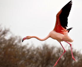 Картинка животные фламинго полет крылья розовый