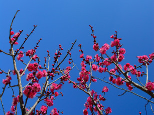 Картинка цветы цветущие деревья кустарники ветка небо