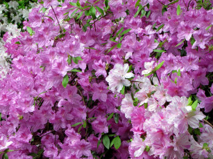 Картинка цветы рододендроны азалии цветение розовый