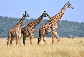 обоя животные, жирафы, африка