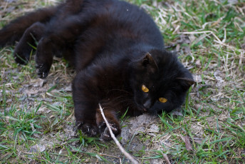 Картинка животные коты палочка когти трава