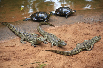 Картинка животные разные вместе песок крокодил черепаха вода