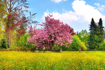 Картинка природа деревья цветы весна забор цветение луг