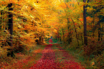 обоя природа, дороги, дорога, осень, лес
