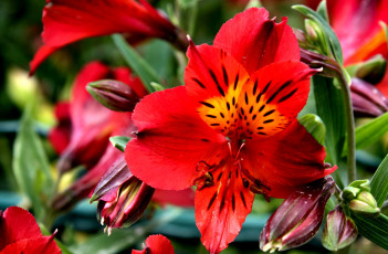 Картинка цветы альстромерия красный яркий
