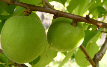 Картинка природа плоды ветки зеленые персики