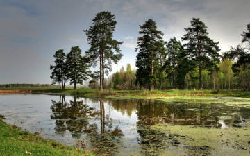 Картинка природа реки озера небо лес болото