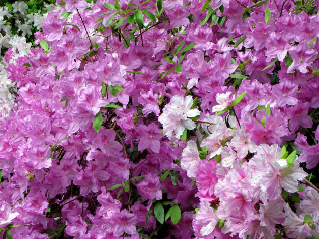 Обои картинки фото цветы, рододендроны, азалии, цветение, розовый