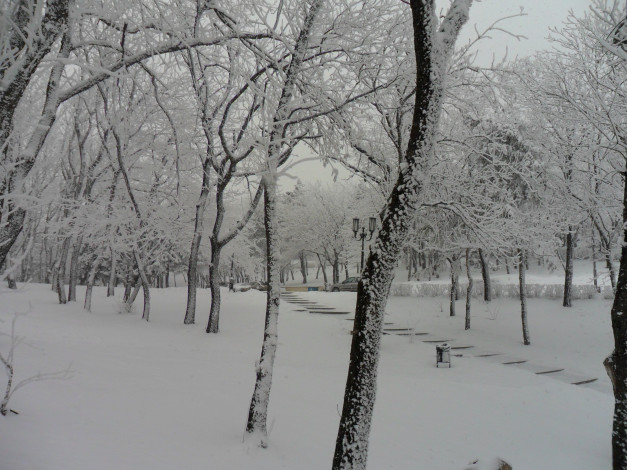 Обои картинки фото природа, зима, деревья, снег, день
