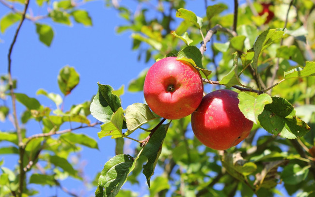 Обои картинки фото природа, плоды, яблоки, ветки, листья