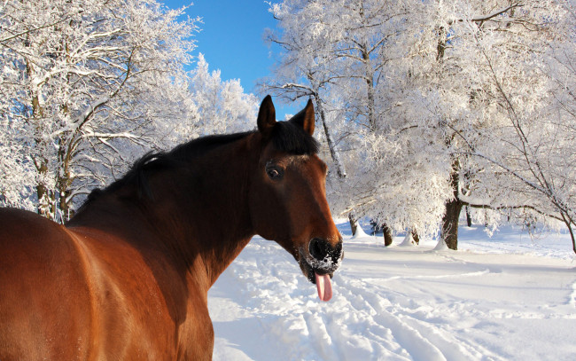 Обои картинки фото животные, лошади, зима, деревья, язык, конь
